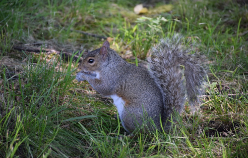 Eastern Gray Squirrel, Sciurus carolinensis