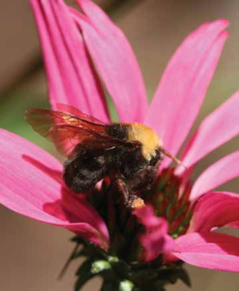 Franklin's Bumblebee, Bombus franklini
