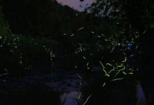 Genji-botaru, Nipponoluciola cruciata