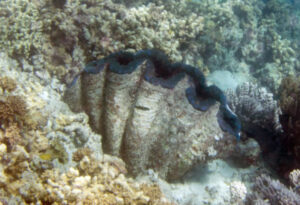 Giant Clam, Tridacna gigas