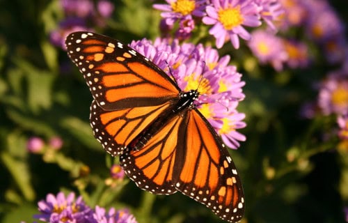 5 Beautiful North American Butterflies
