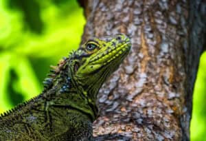 Philippine Sailfin Lizard, Hydrosaurus pustulatus