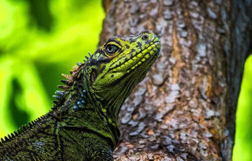 4 Awesome Lizards of Asia