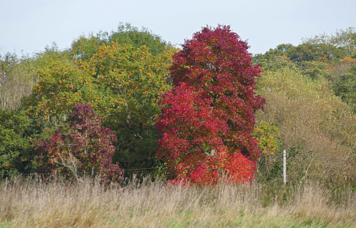 Red Maple, Acer rubrum