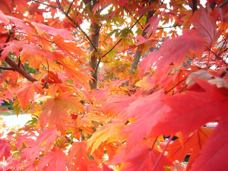 Red Maple, Acer rubrum