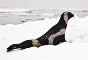 Ribbon Seal, Histriophoca fasciata