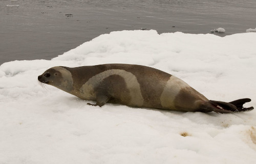 Ribbon Seal, Histriophoca fasciata