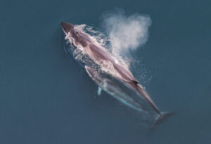 Sei Whale, Balaenoptera borealis