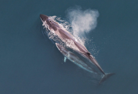 Sei Whale, Balaenoptera borealis