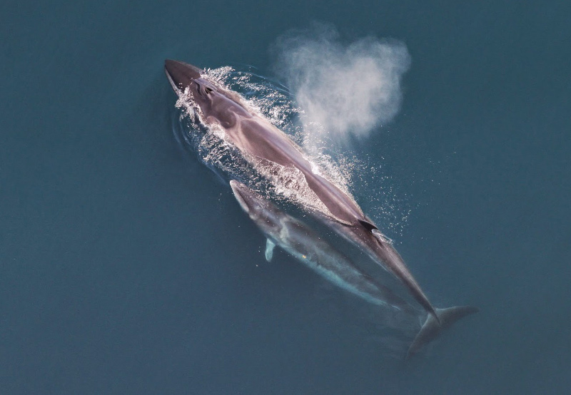 Sei Whale, Balaenoptera borealis