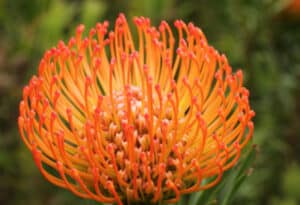 Wheel Flower, Leucospermum catherinae