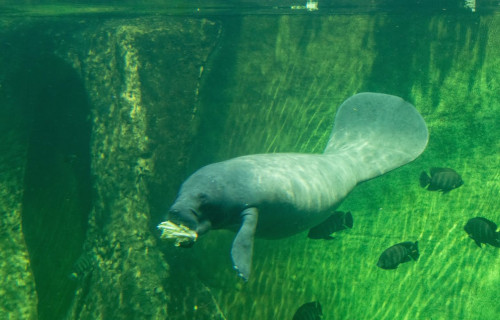 3 Magnificent Manatees