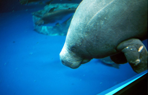 African Manatee, Trichechus senegalensis