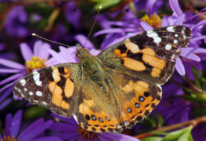 Australian Painted Lady, Vanessa kershawi