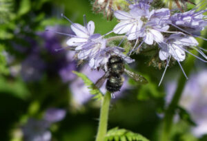 Blue Orchard Bee, Osmia lignaria