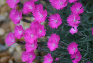 Cheddar Pink, Dianthus gratianapolitanus