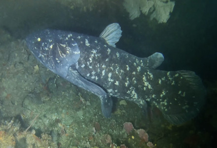 West Indian Ocean Coelacanth, Latimeria chalumnae