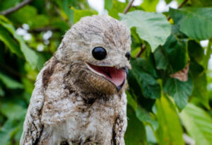 Great Potoo, Nyctibius grandis