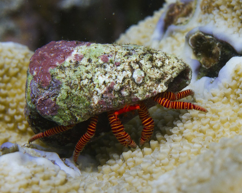 Halloween Hermit Crab, Ciliopagurus strigatus