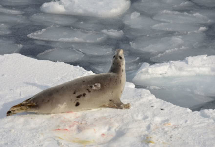 Harp Seal, Pagophilus groenlandicus