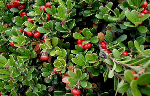 5 Wonderful Canadian Woody Shrubs