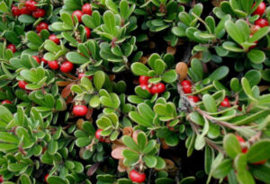 Kinnikinnick, Arctostaphylos-uva-ursi