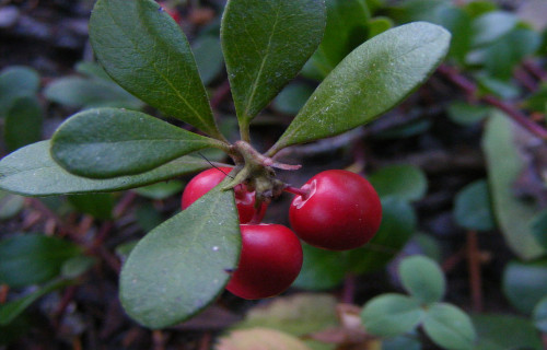 Kinnikinnick, Arctostaphylos-uva-ursi