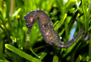 Knysna Seahorse, Hippocampus capensis