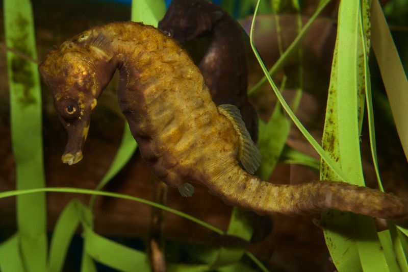 Knysna Seahorse, Hippocampus capensis