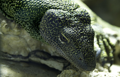 4 Remarkable Reptiles of Australia