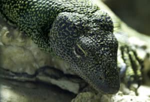 Mangrove Monitor