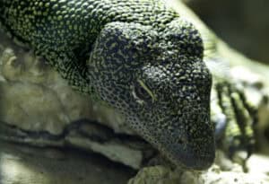 Mangrove Monitor, Varanus indicus