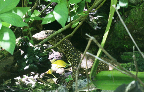Mangrove Monitor, Varanus indicus