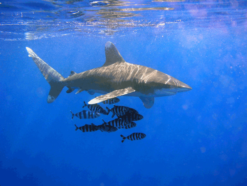 Oceanic whitetip shark, Carcharhinus longimanus