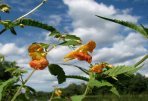 Orange Jewelweed, Impatiens capensis