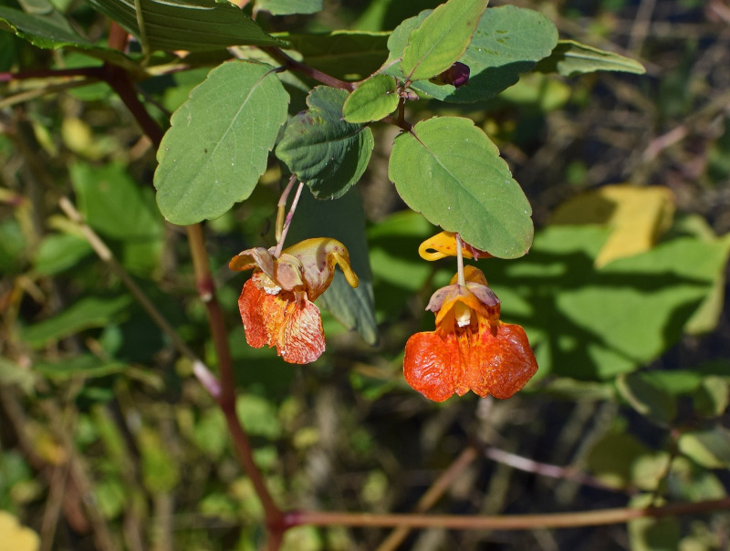 Orange Jewelweed, Impatiens capensis