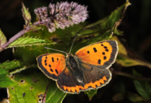 Small Copper