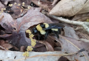 Southern Plains Bumblebee, Bombus fraternus