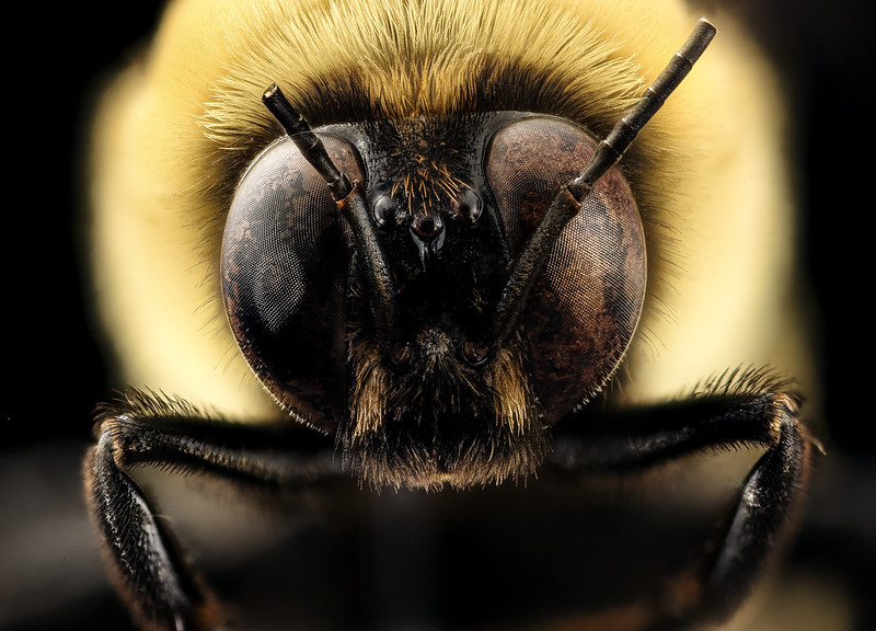 Southern Plains Bumblebee, Bombus fraternus