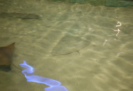 Spiny Butterfly Ray l Declining Population - Our Breathing Planet
