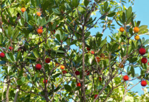 Strawberry Tree, Arbutus unedo