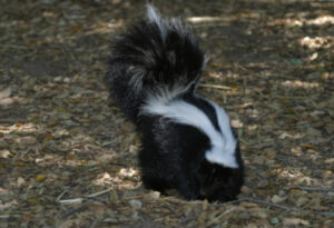 Striped Skunk, Mephitis mephitis