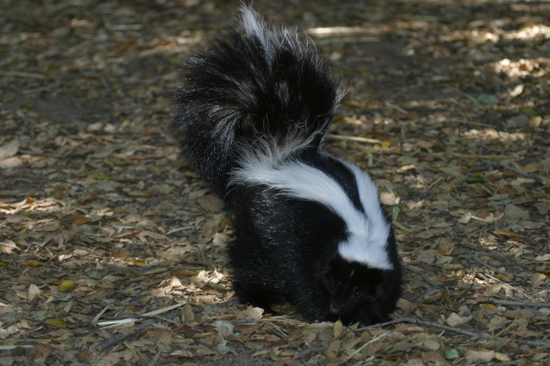 Striped Skunk, Mephitis mephitis