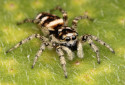 Zebra Spider, Salticus scenicus
