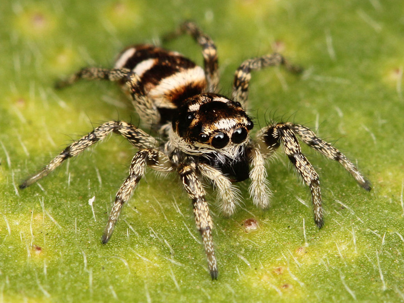 Zebra Spider, Salticus scenicus