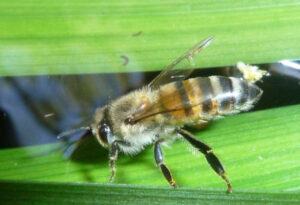 East African Lowland Honeybee, Apis mellifera scutellata