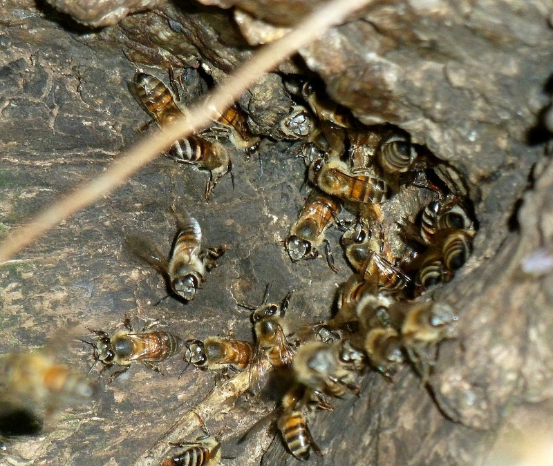 East African Lowland Honeybee, Apis mellifera scutellata