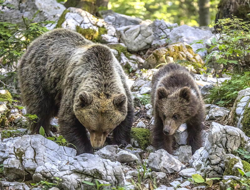 Eurasian Brown Bear, Ursus arctos arctos