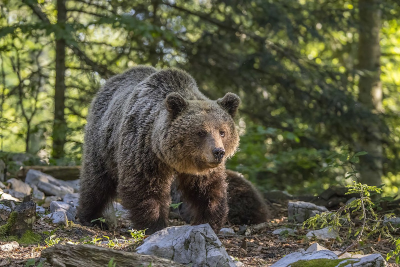 Eurasian Brown Bear, Ursus arctos arctos