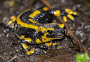 Fire Salamander, Salamandra salamandra